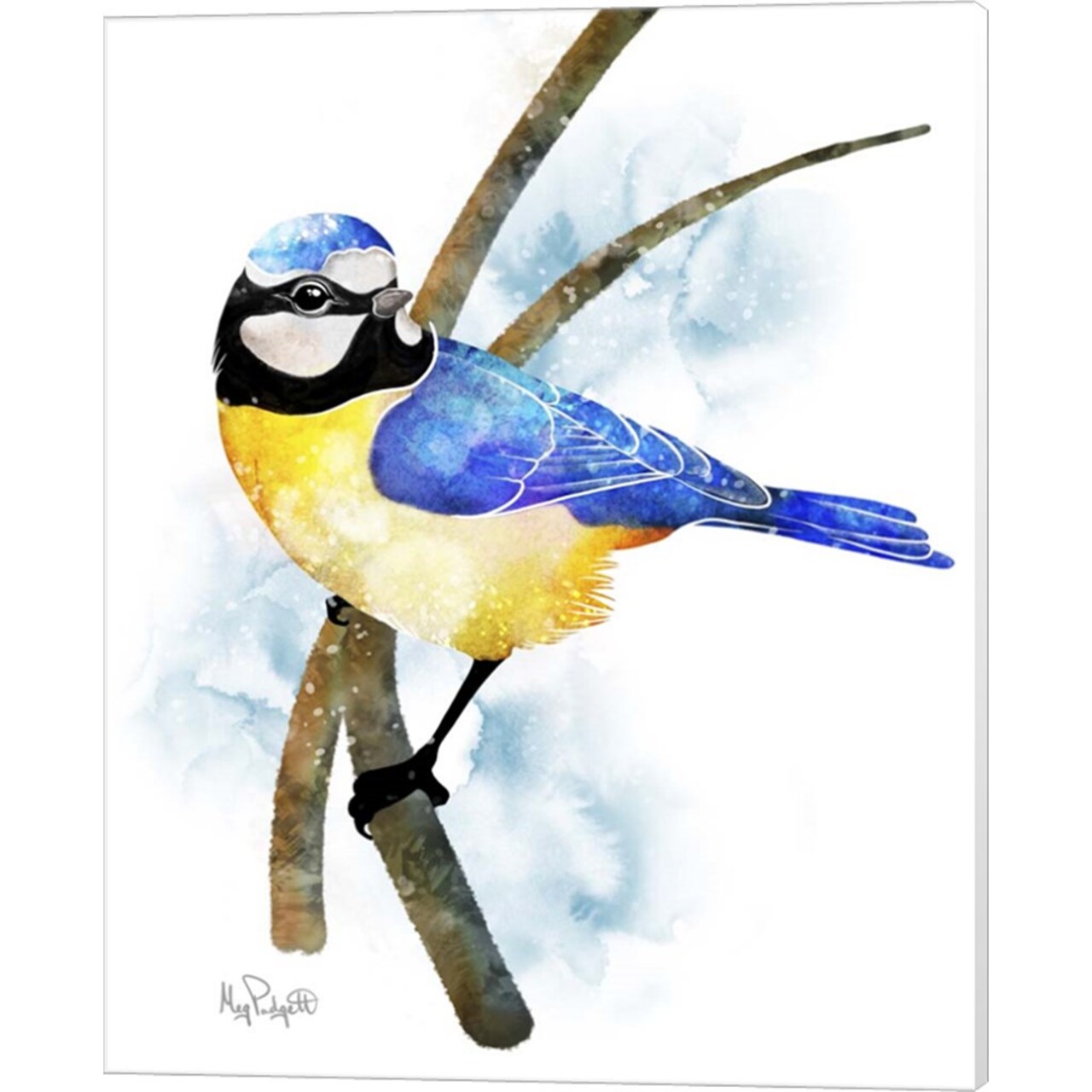 Songbirds- Blue Titmouse by Meg Padgett 16" x 20" Canvas Wall Art